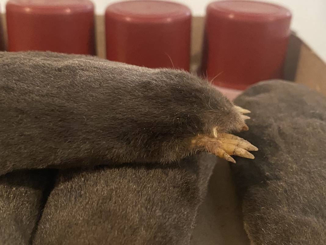 Karadeniz'de yayılmaya başladı! İlk kez yaşanıyor, yurt dışından özel ekip geldi 4